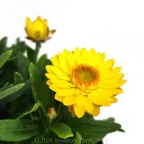Xeronidium Unity Everlasting Daisy - Detail photo
