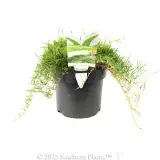 Zen Grass™ - Plant photo