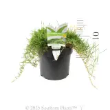 Zen Grass™ - Product photo