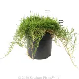 Zen Grass™ - Reference photo