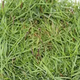 Zen Grass™ - Detail photo