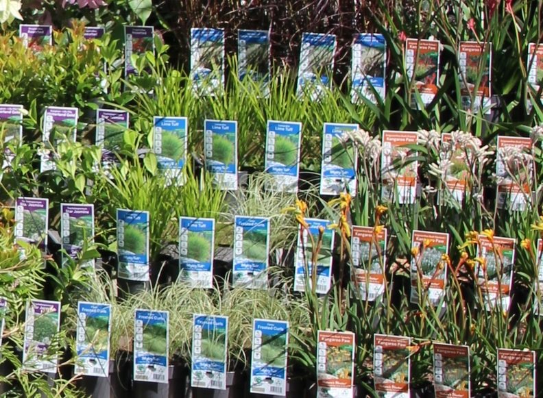 Southern Plants labelled plants on a retail display bench