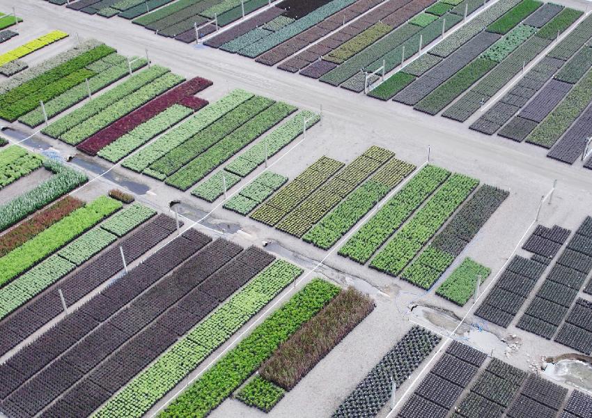 Aerial view of plant batches growing at Southern Plants, Dromana