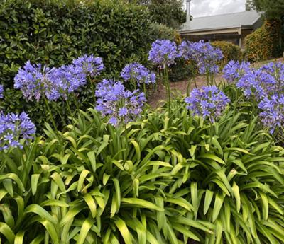 Mighty Tuff® plants