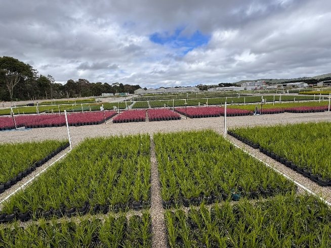 Growing grounds in 2026