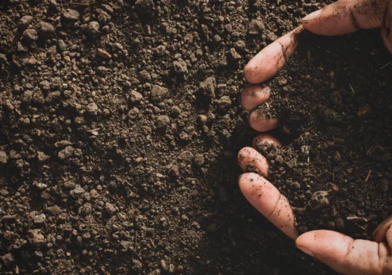 Loamy garden soil held in two hands