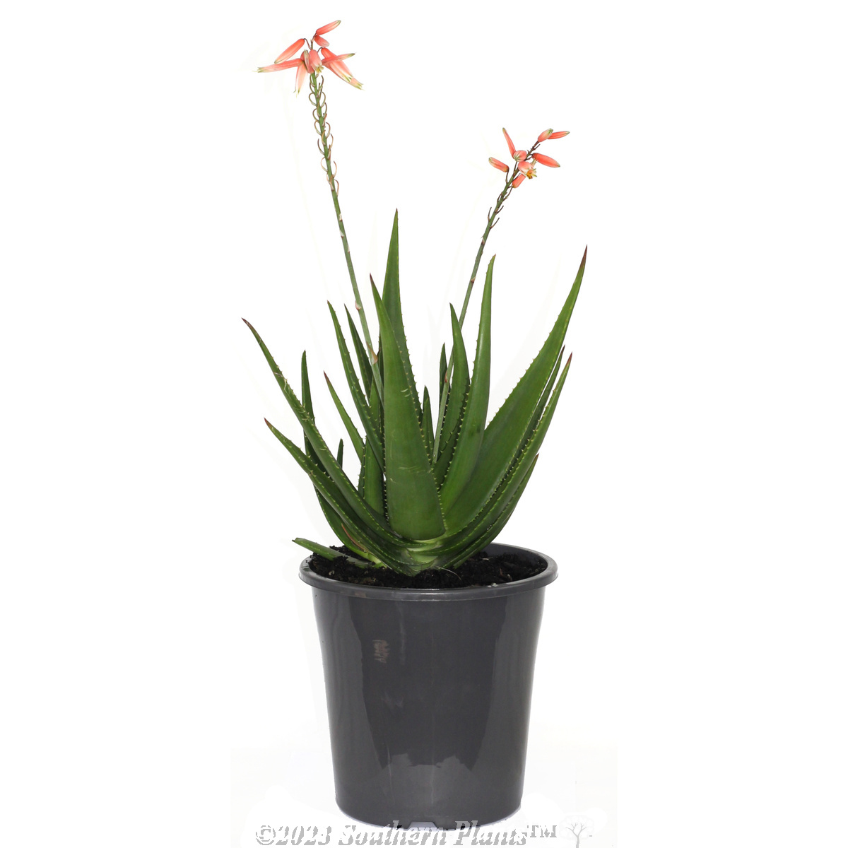 Aloe MIGHTY Collection
