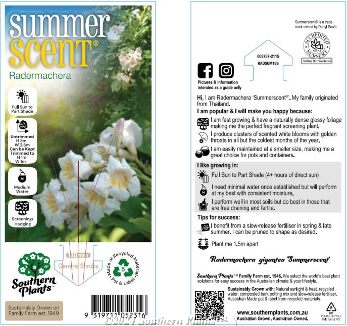 Radermachera ‘Summerscent®’