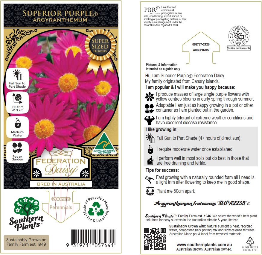 Sublime Pink Federation Daisy