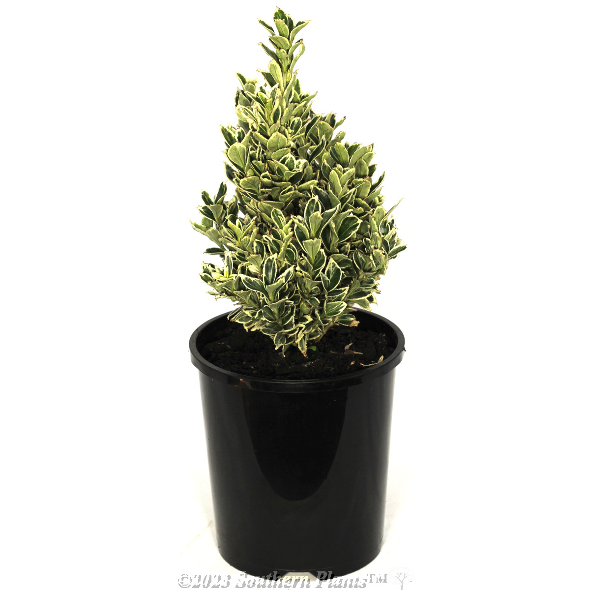 Silver Pillar Spindle Bush