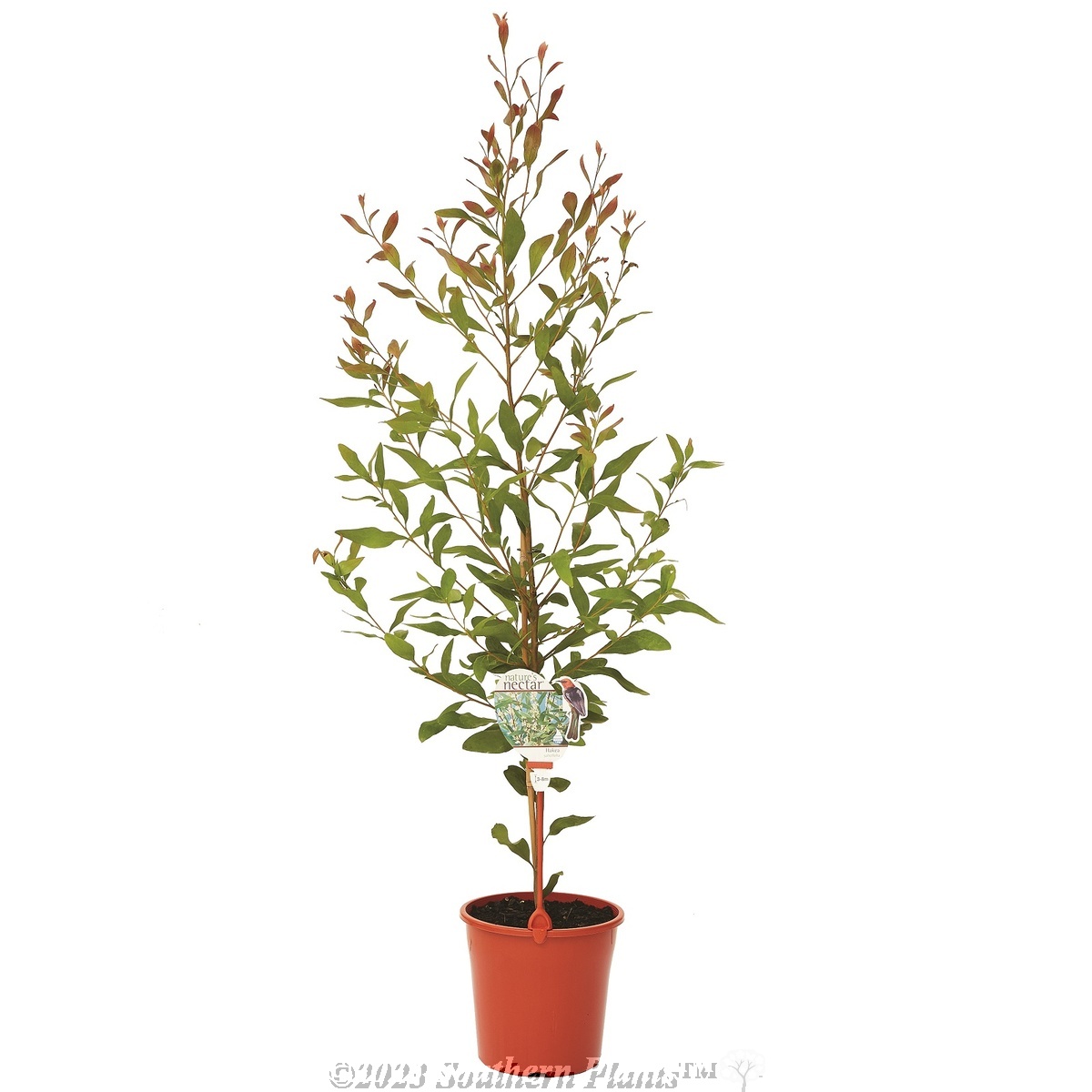 Willow leaved Hakea