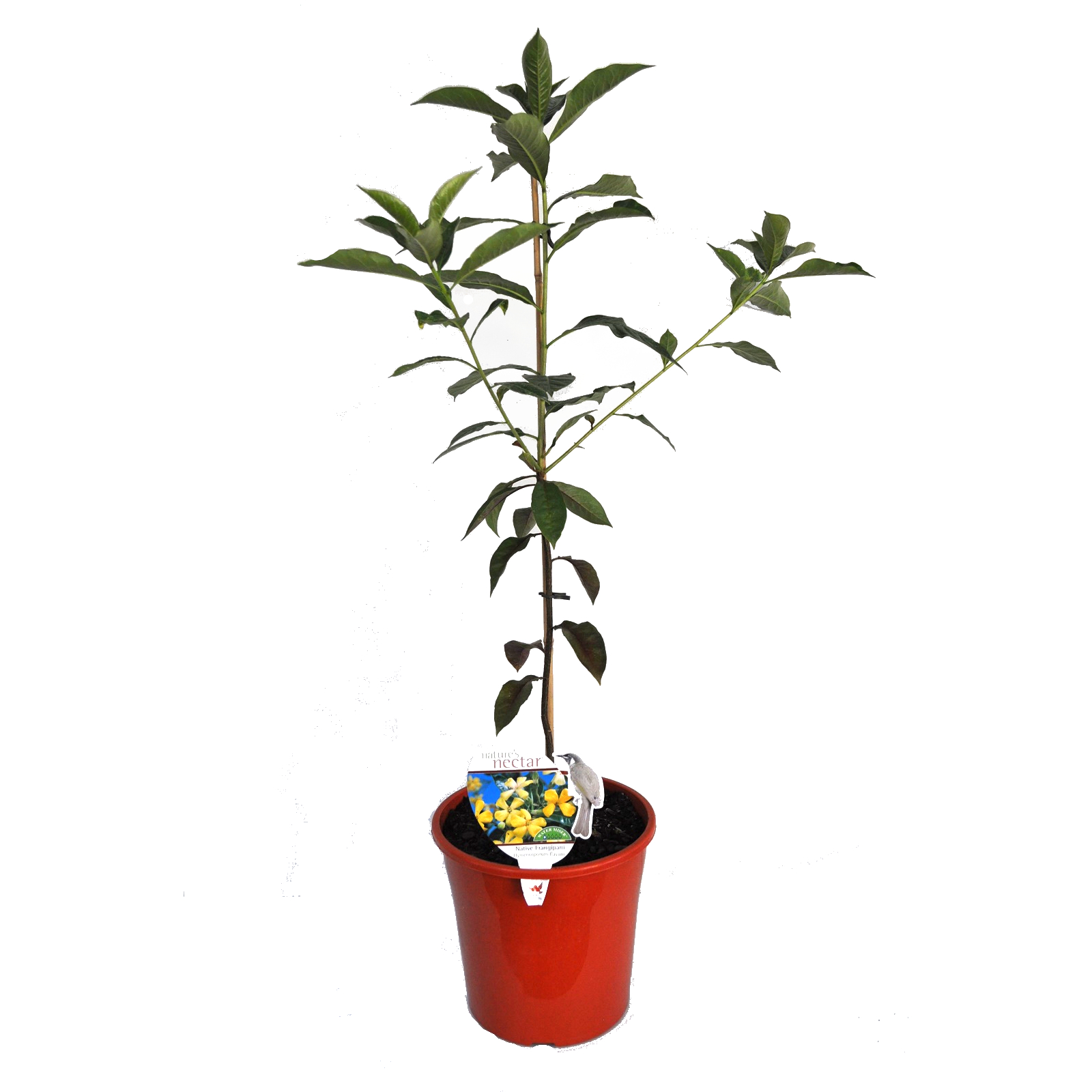 Native Frangipani