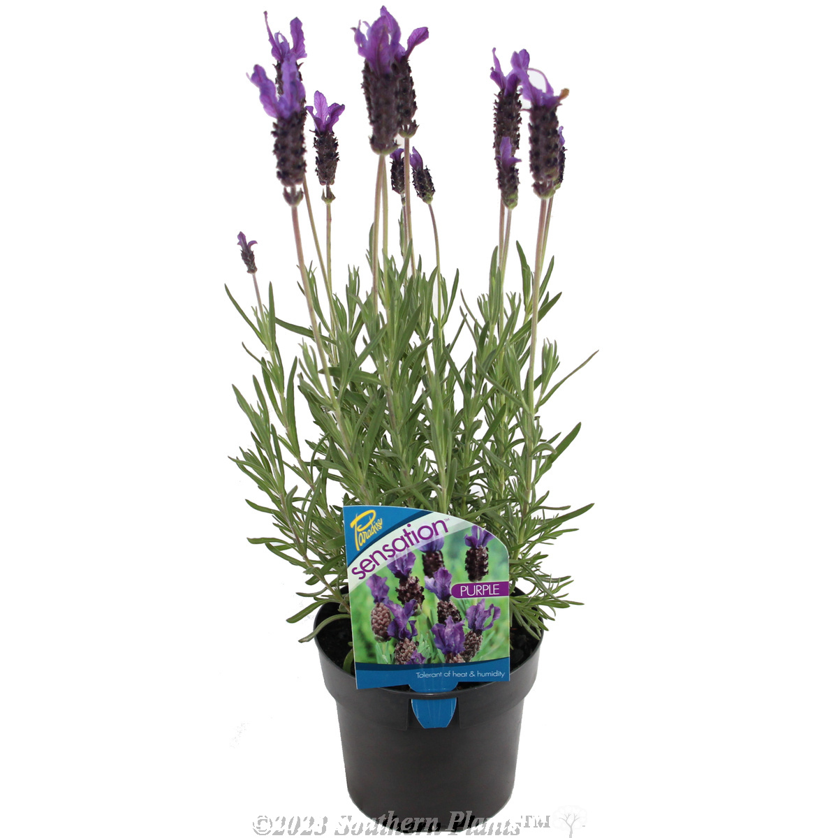 Lavender Sensation™ Purple