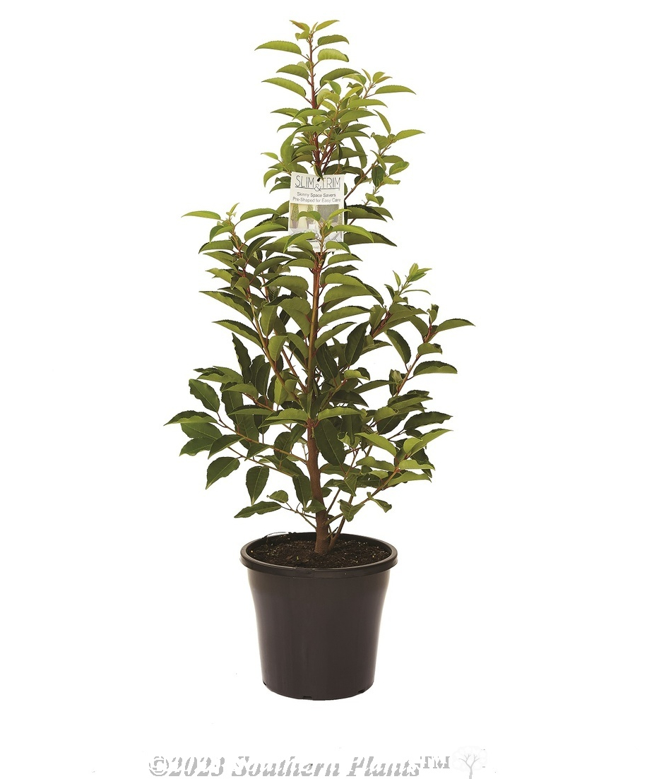 Portuguese laurel