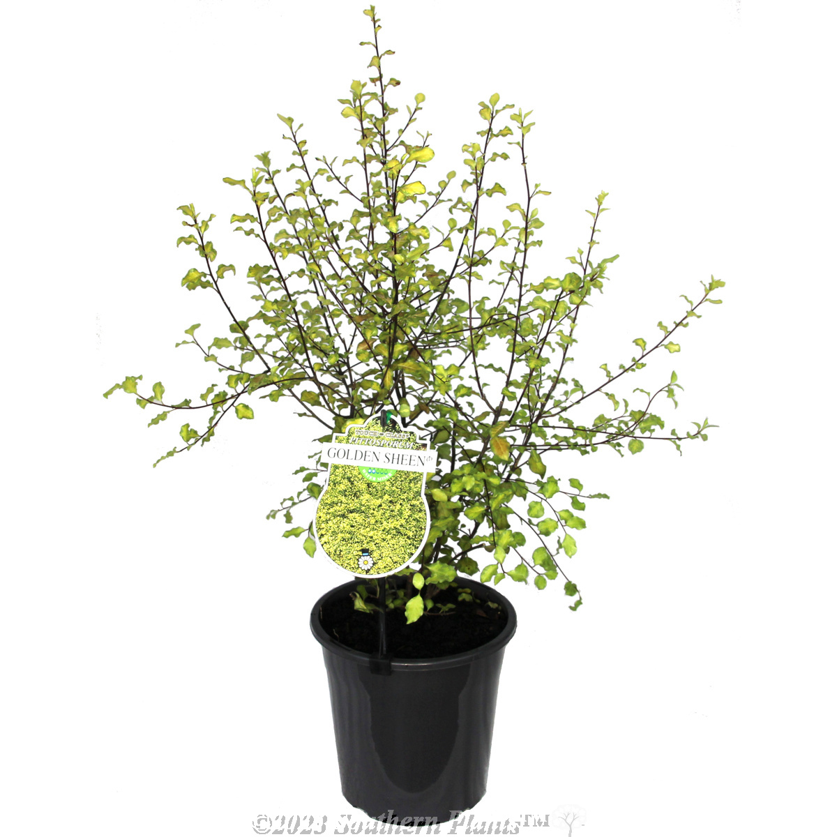 Golden Sheen Pittosporum