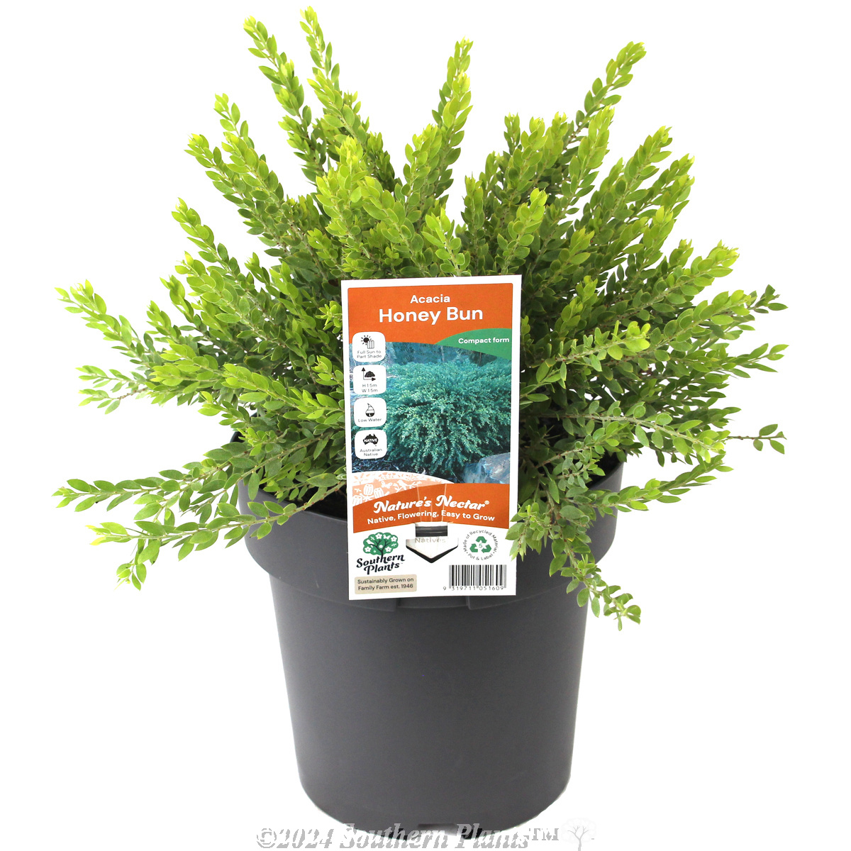 Dwarf Sticky Wattle