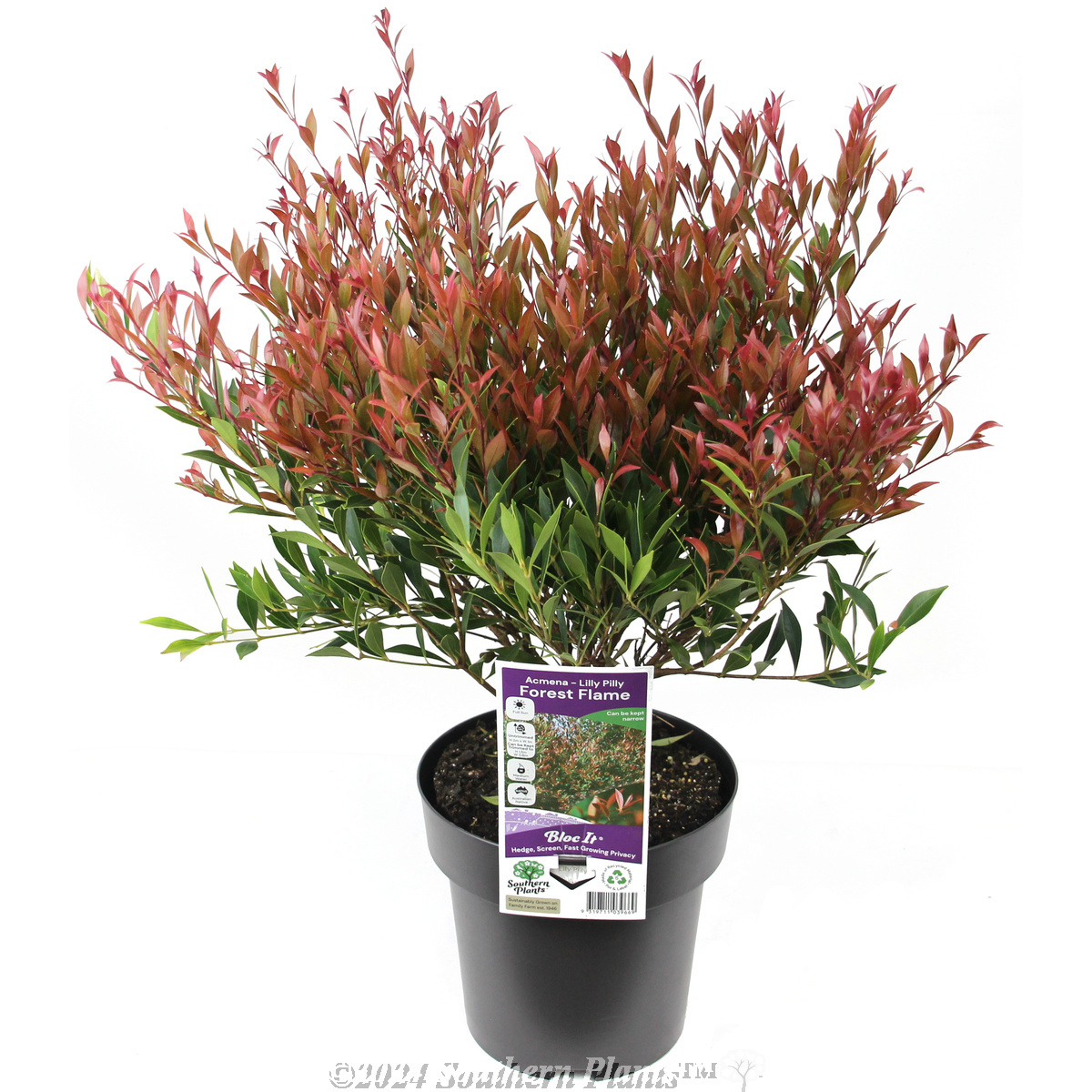 Lilly Pilly Forest Flame