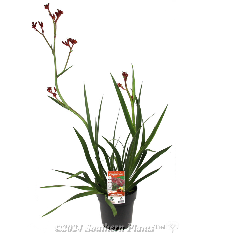 Bush Fury Kangaroo Paw