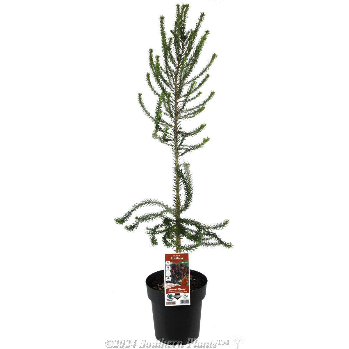 Heath Banksia