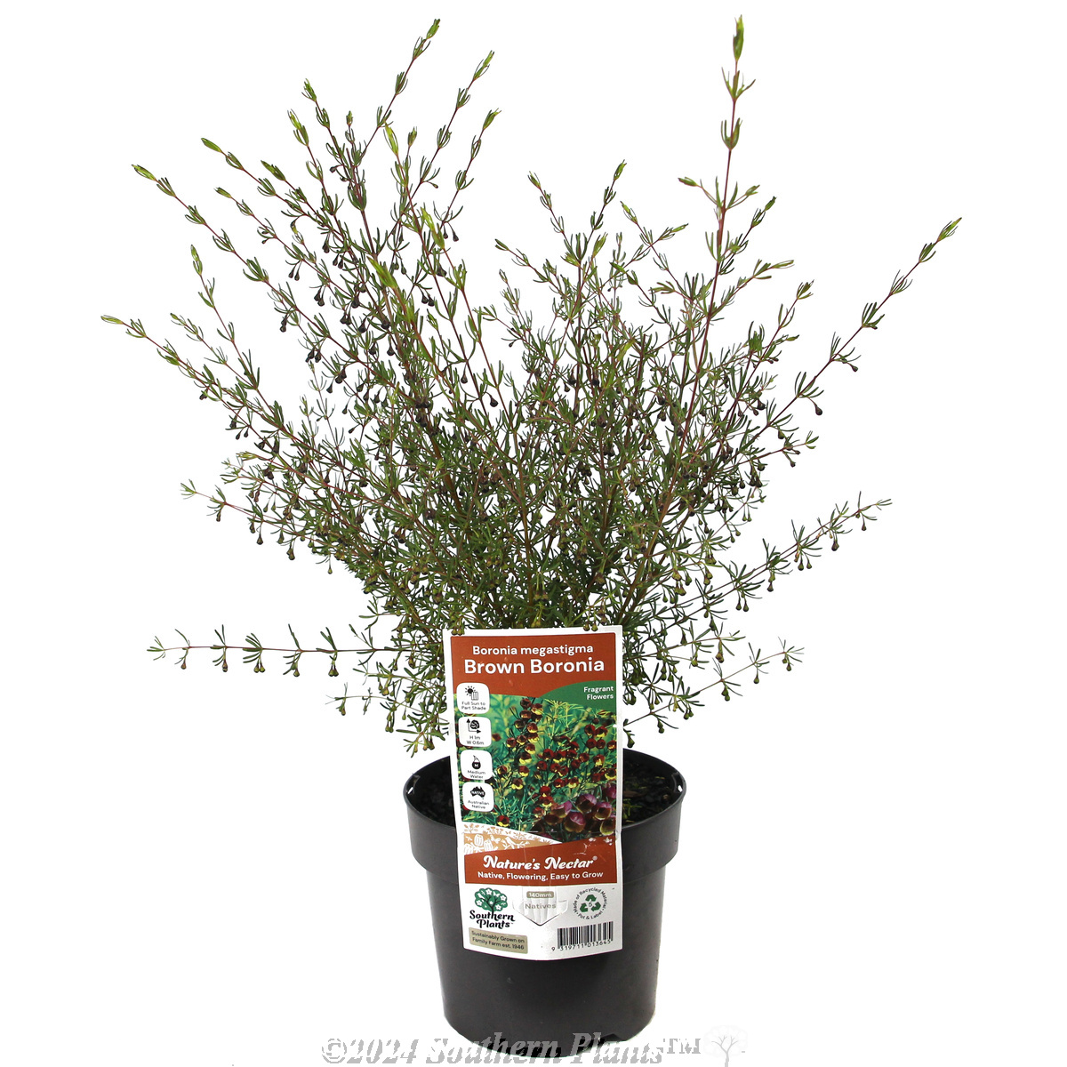 Brown Boronia