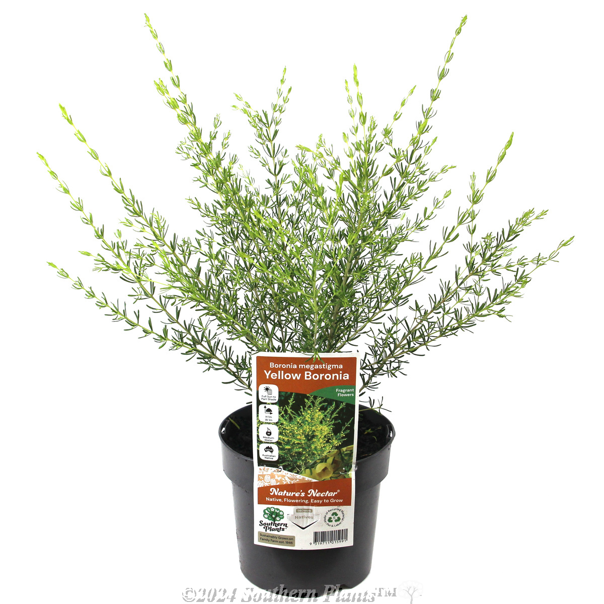 Boronia Lutea