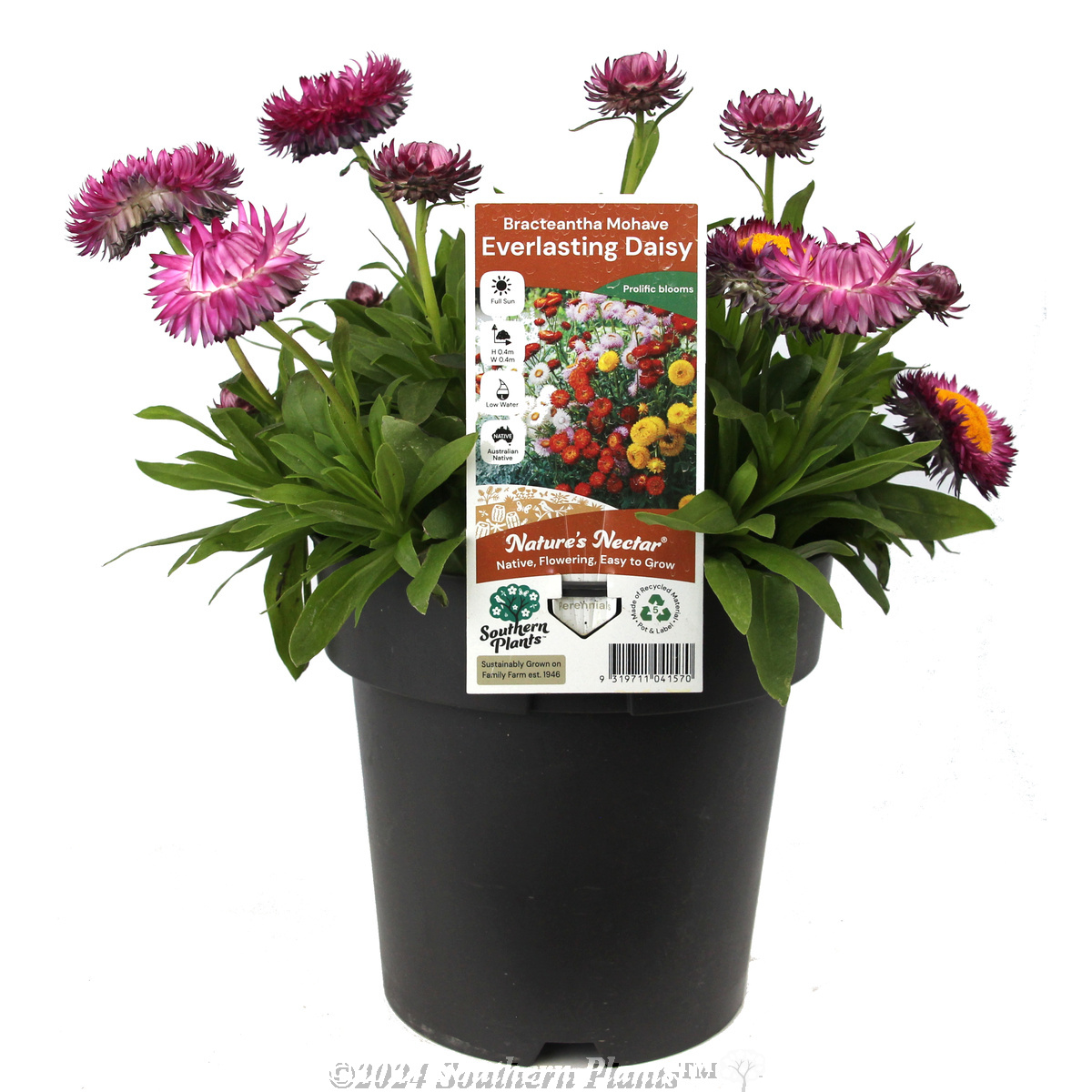 Mohave Strawflower