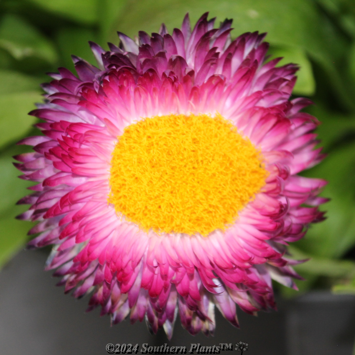 Mohave Strawflower