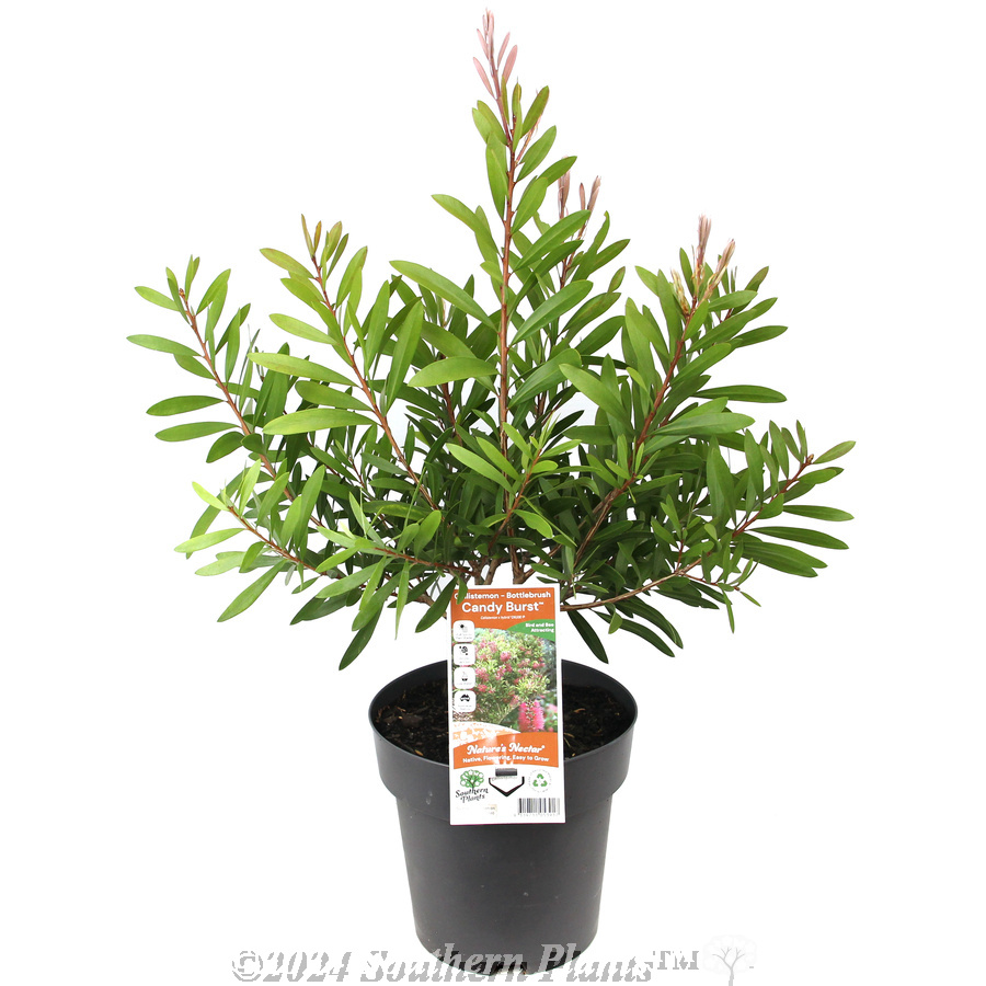 Bottlebrush Candy Burst™