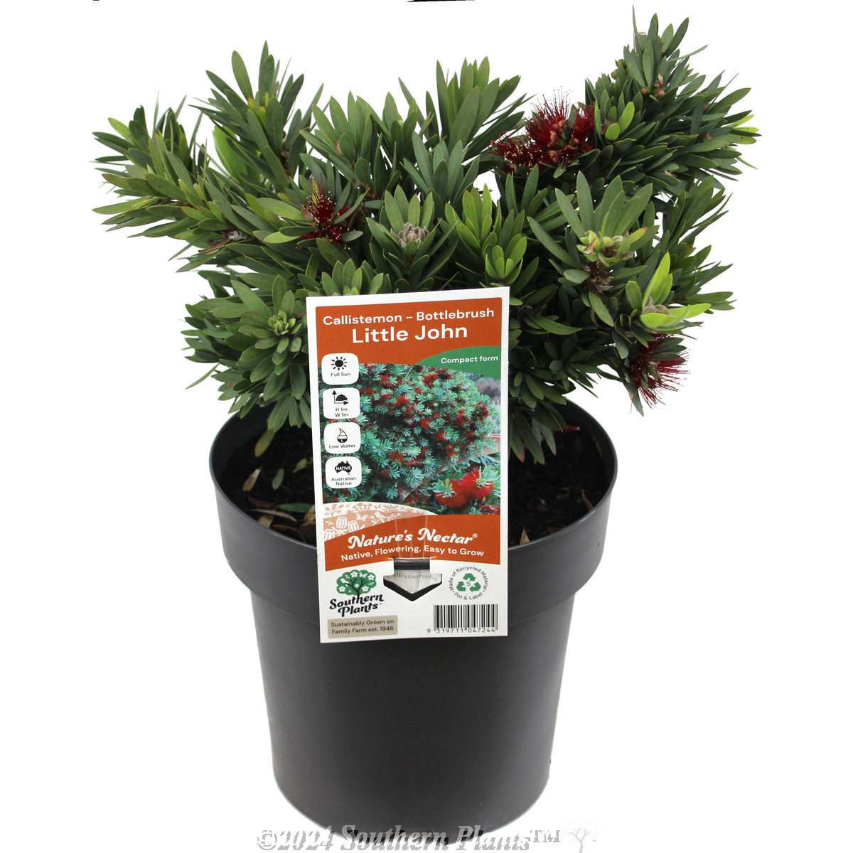 Callistemon LIttle John
