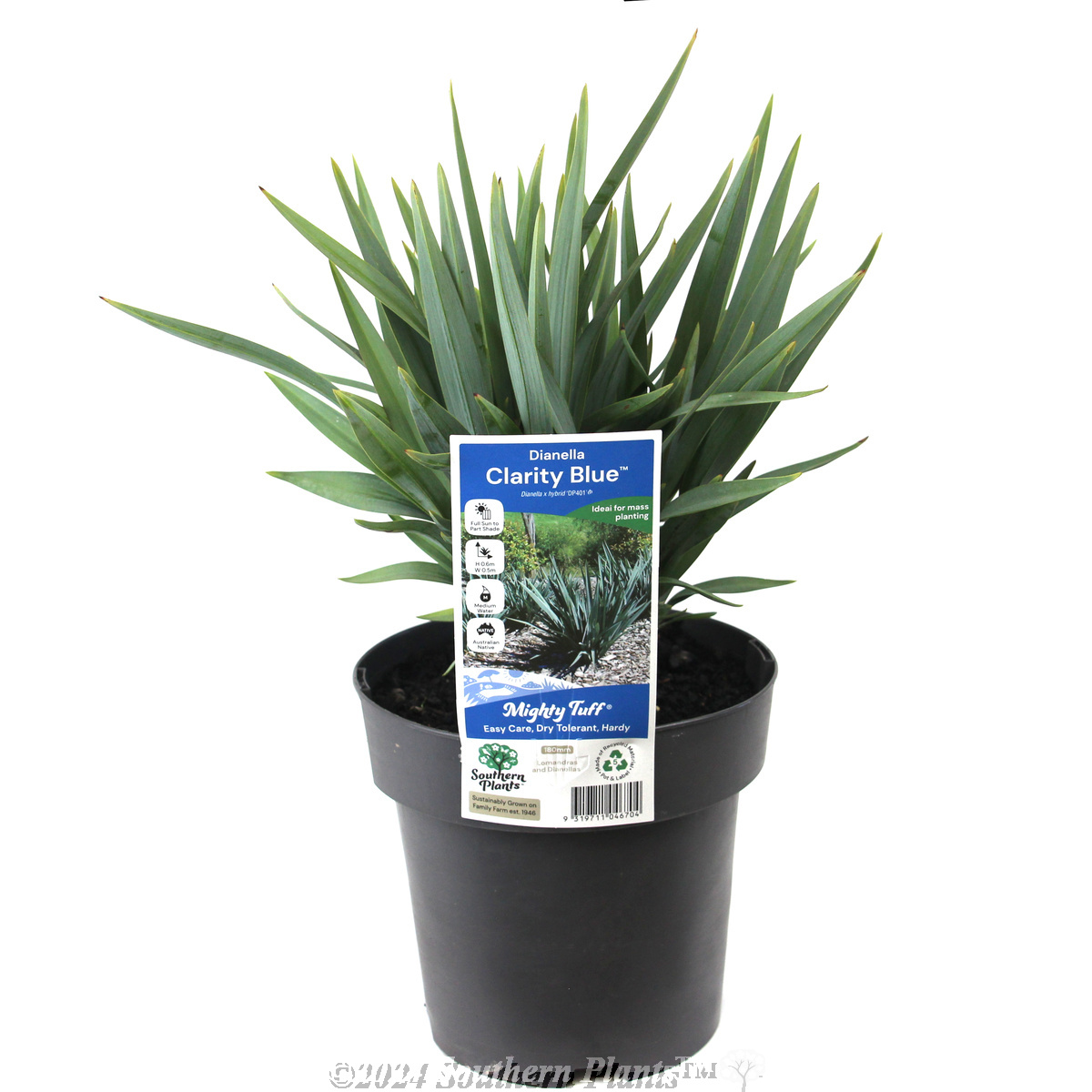 Dianella Clarity Blue™
