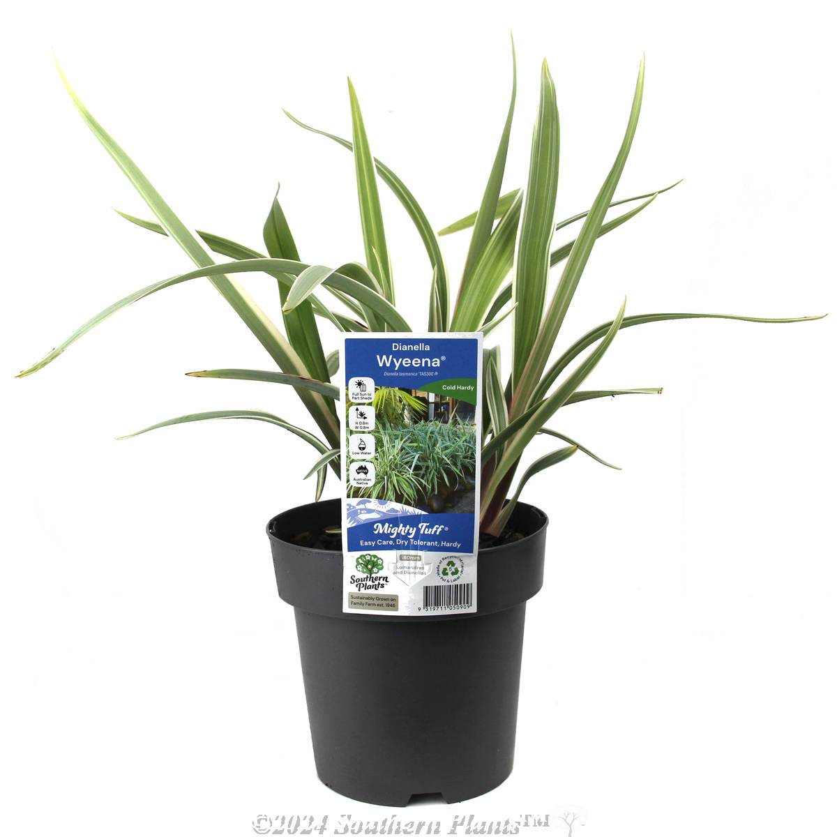 Dianella Wyeena