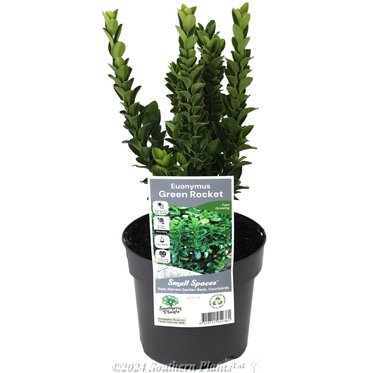 Dwarf spindle bush Green Rocket