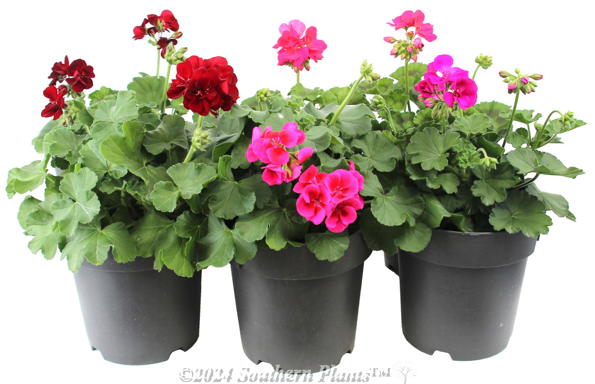 Geranium Zonal Assorted
