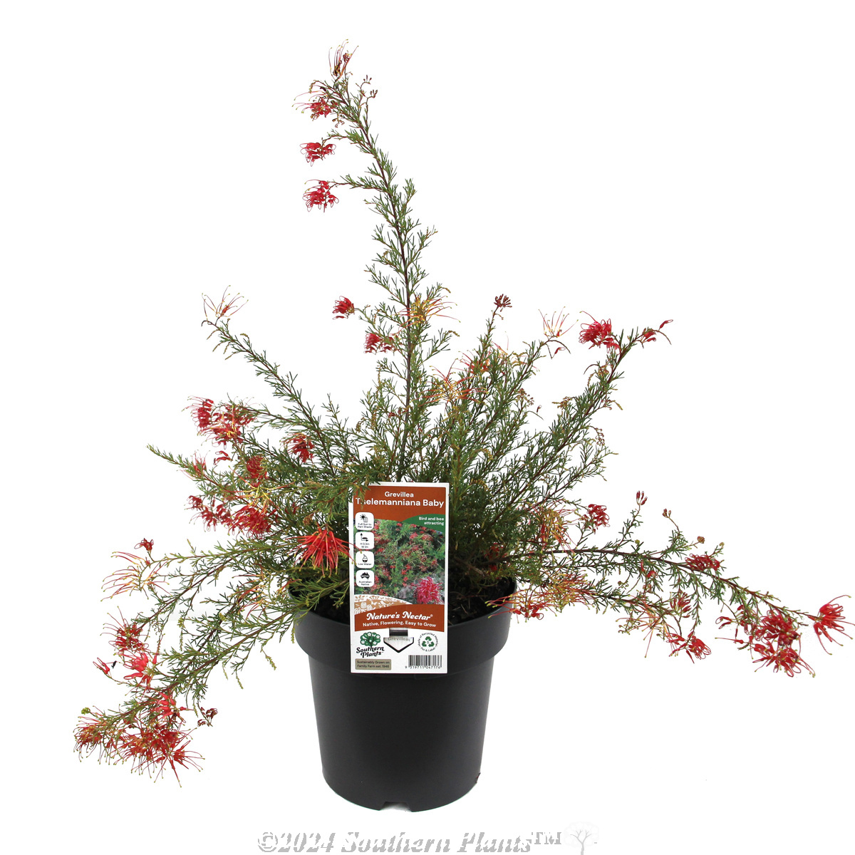 Baby Spider Net Grevillea