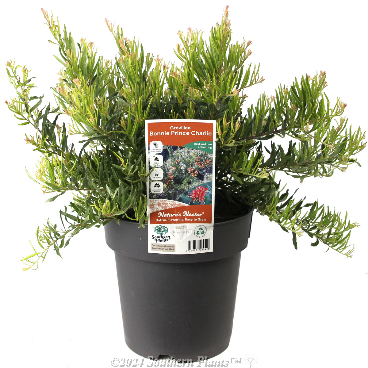 Grevillea Bonnie Prince Charlie