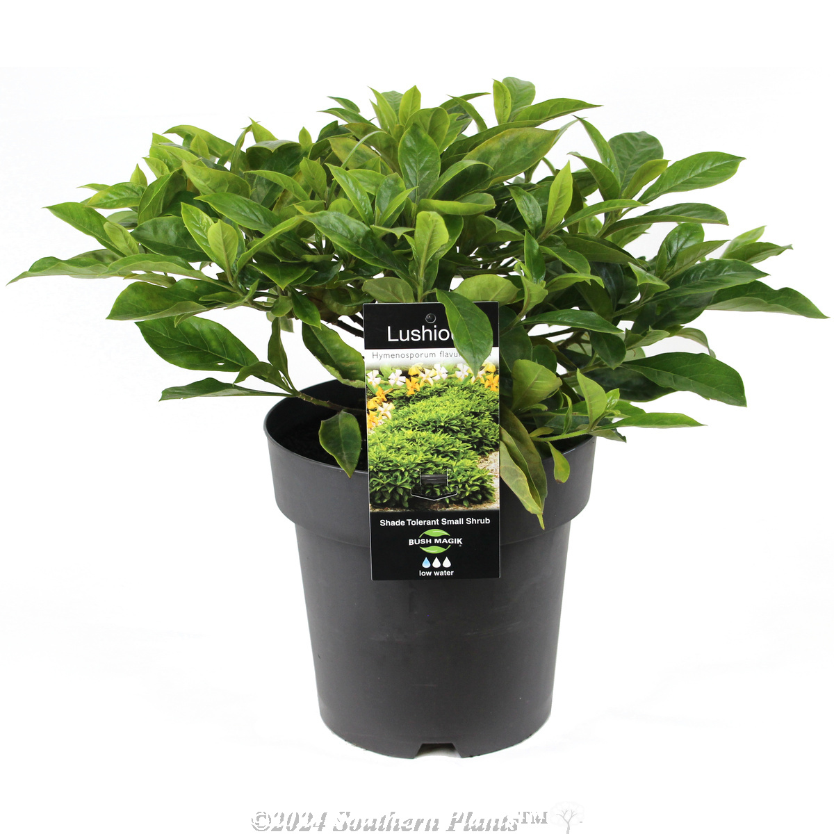 Dwarf Native Frangipani Lushious