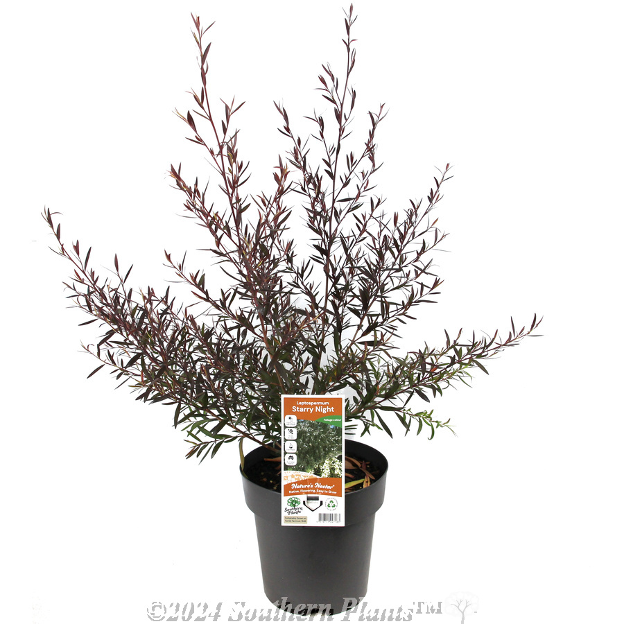 Leptospermum Starry Night