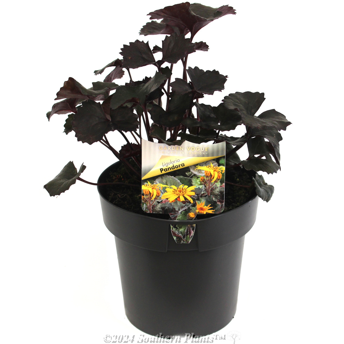Leopard Plant