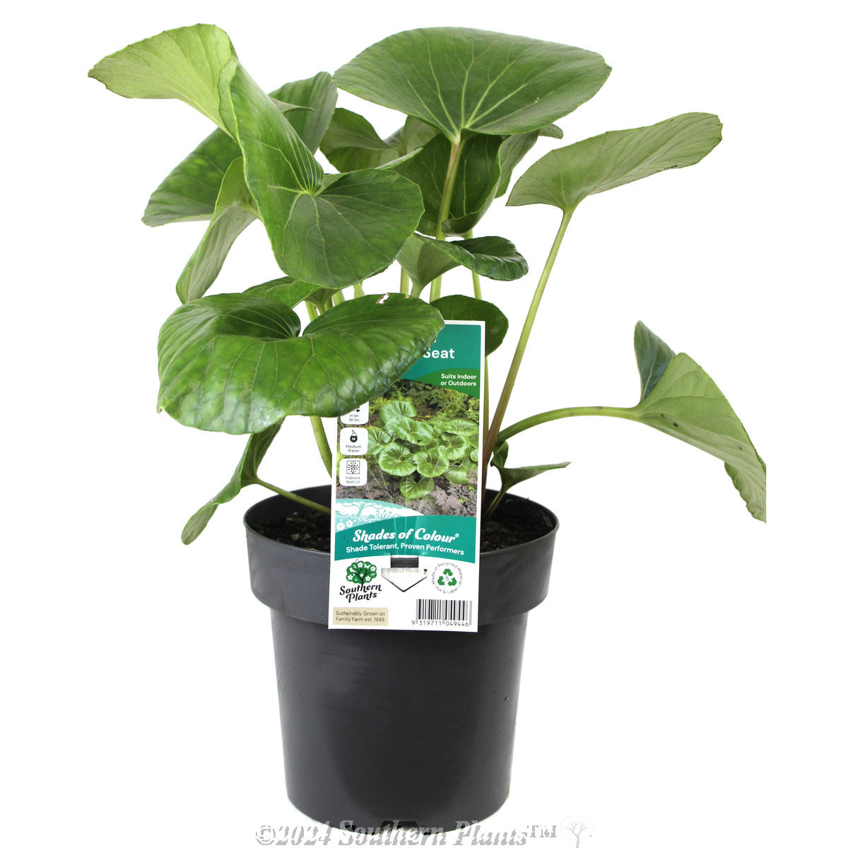 Tractor Seat Plant