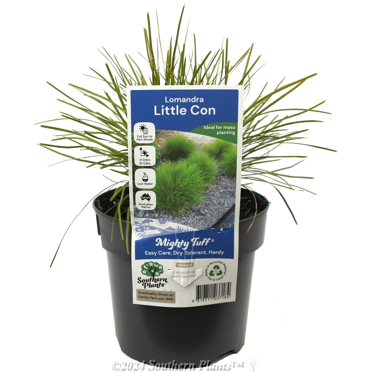 Lomandra 'Little Con'