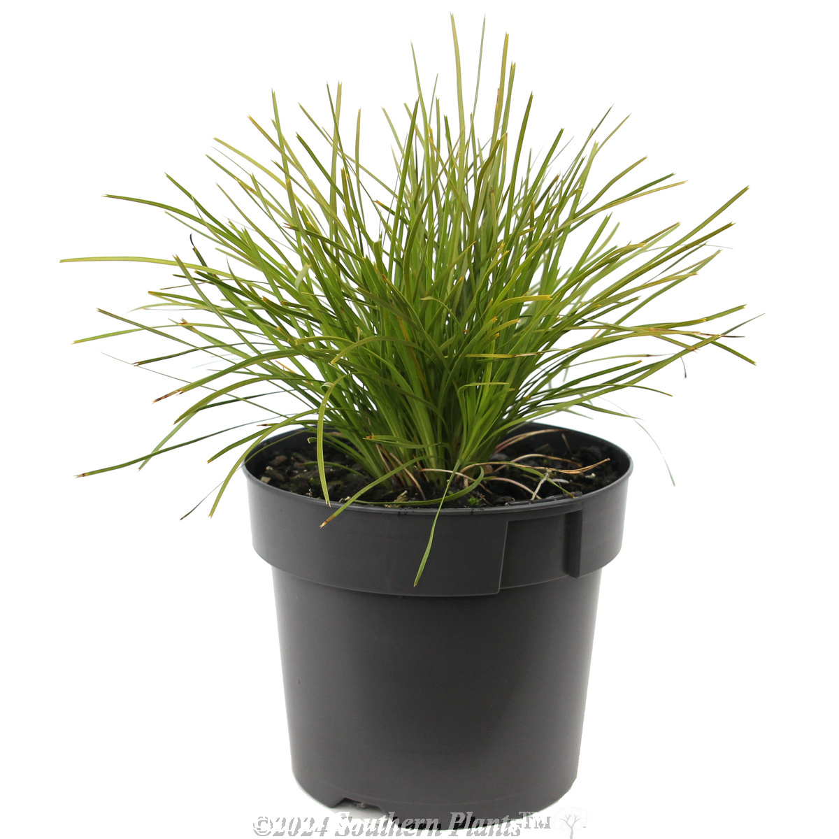 Lomandra 'Little Con'