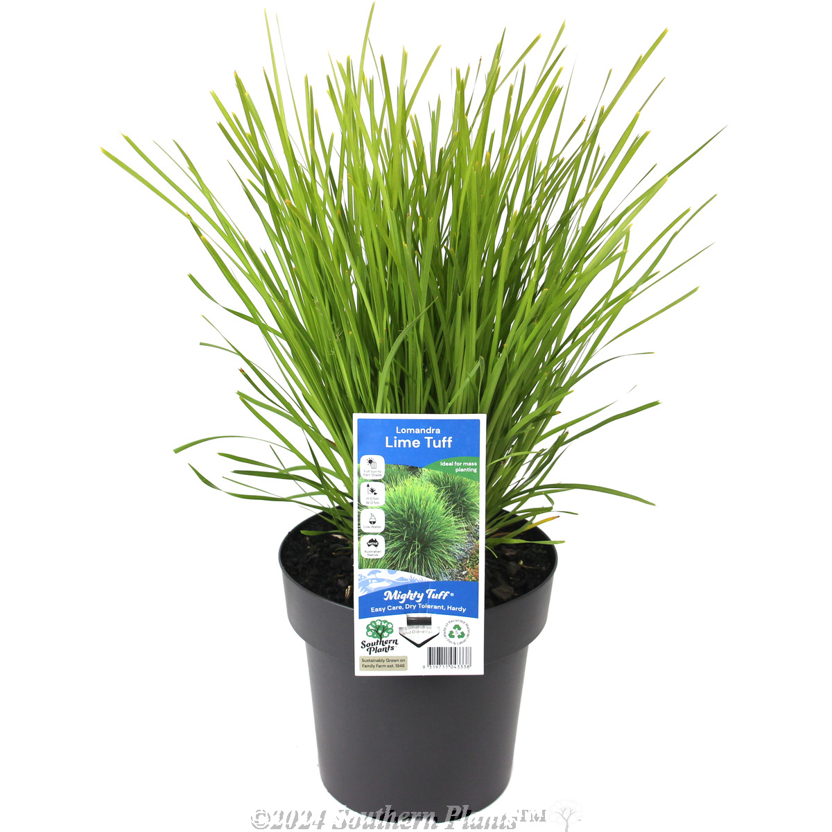 Lomandra Lime Tuff