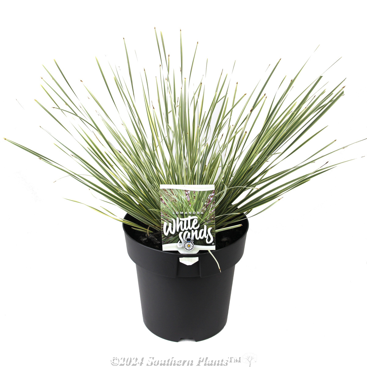 Lomandra White Sands