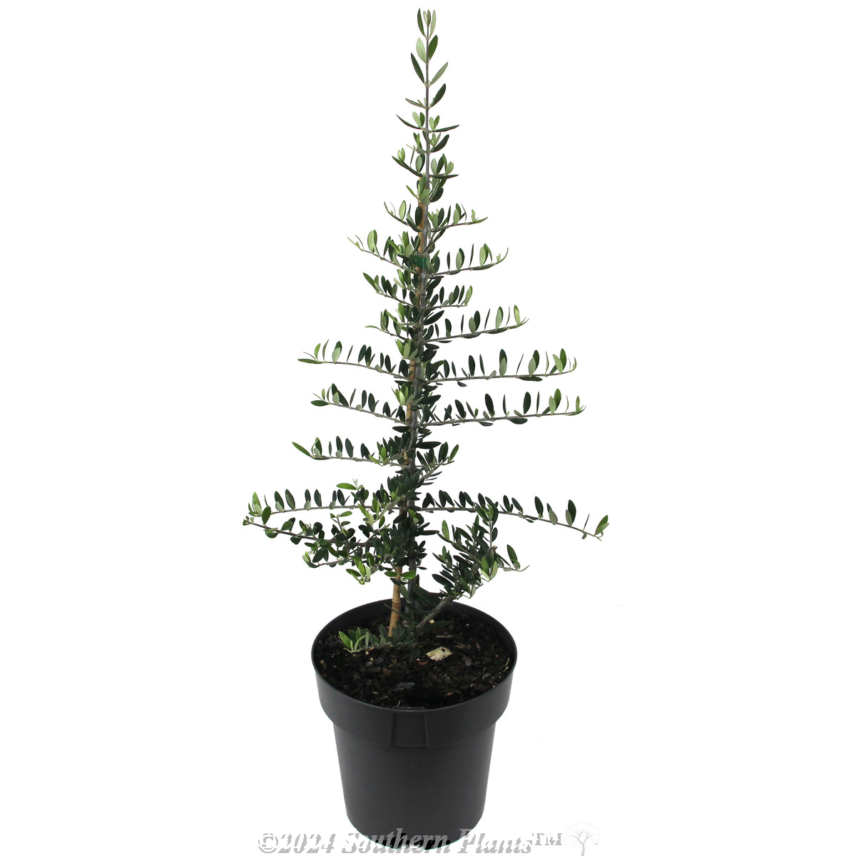 Olive Bambalina