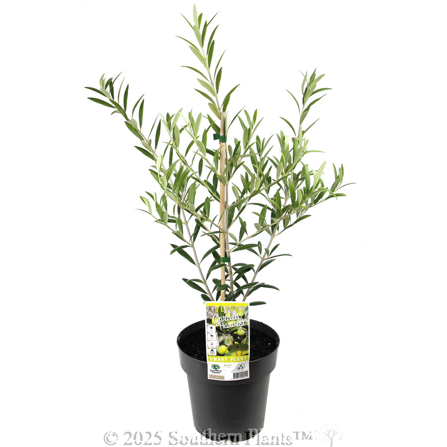 Olive Dwarf Fruiting
 Olea spp Olive. Shaken, Not Stirred
