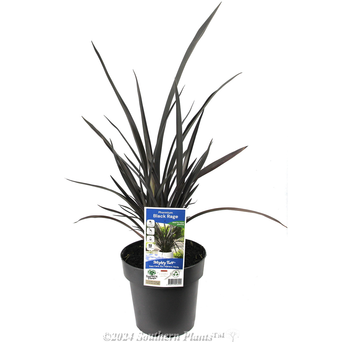 Phormium Black Rage