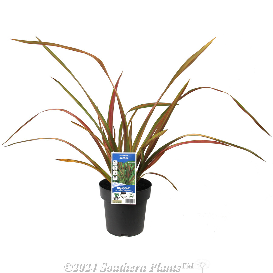 Phormium Jester