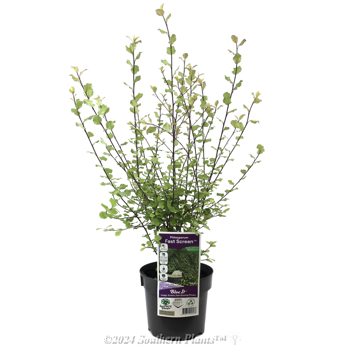 Pittosporum Fast Screen