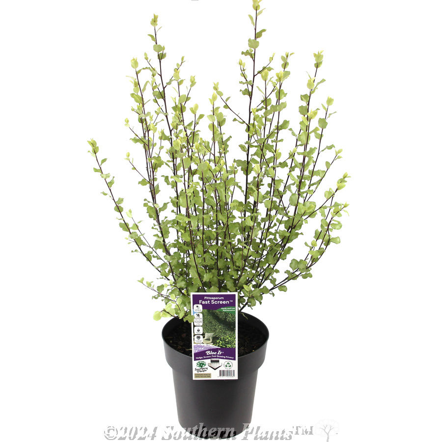 Pittosporum Fast Screen