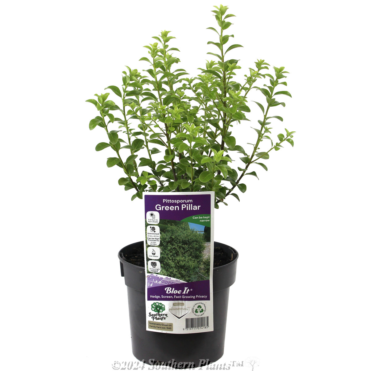 Green Pillar Pittosporum